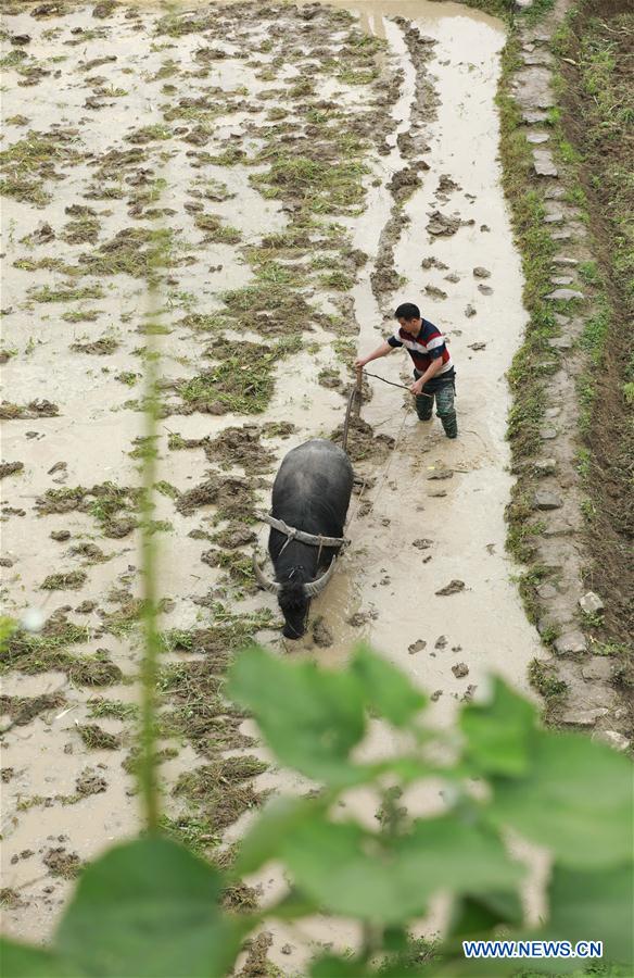 #CHINA-AGRICULTURE-SUMMER-FARM WORK (CN)