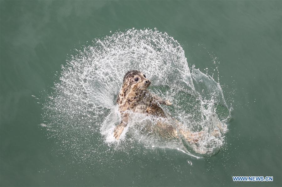 CHINA-LIAONING-DALIAN-RARE SEALS-RELEASE (CN)