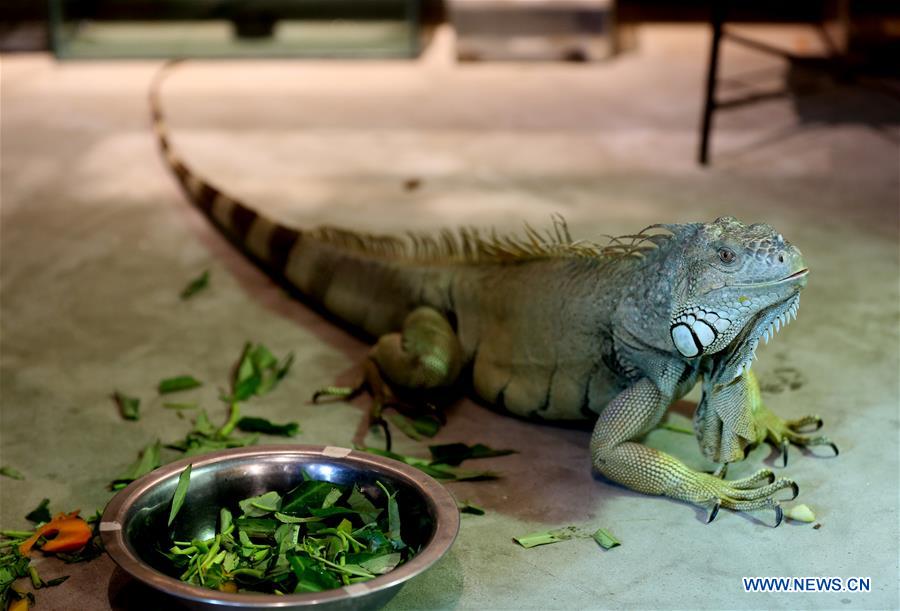 MYANMAR-YANGON-EXOTIC PET LOVER