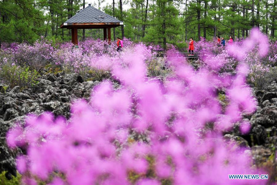 CHINA-HEILONGJIANG-YICHUN-AZALEA (CN)