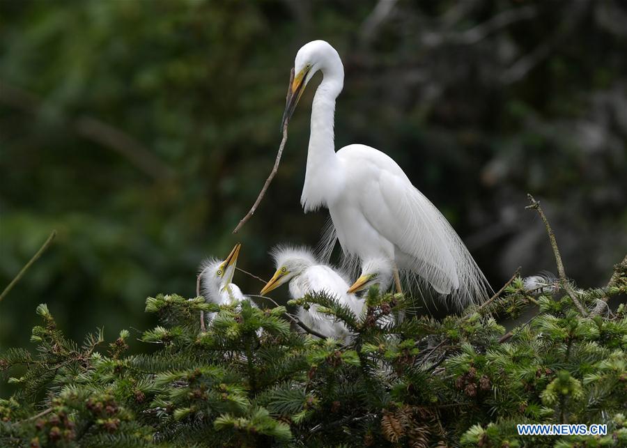 CHINA-JIANGXI-NANCHANG-EGRET (CN)