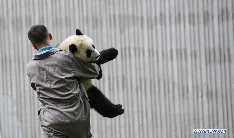 CHINA-SICHUAN-WOLONG-GIANT PANDA KINDERGARTEN (CN)