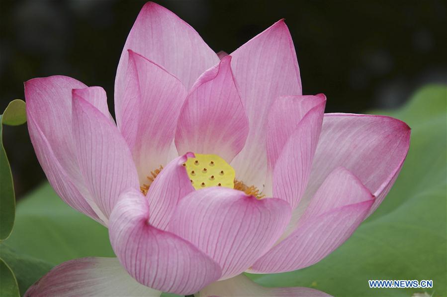 #CHINA-NANNING-LOTUS FLOWER (CN)