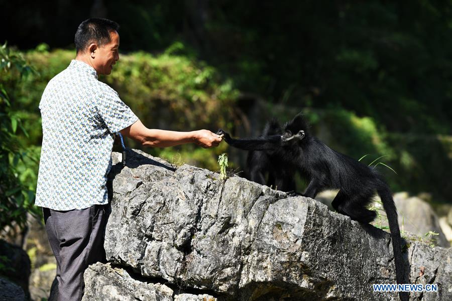 CHINA-GUIZHOU-FRANCOIS' LANGUR-PROTECTION (CN)