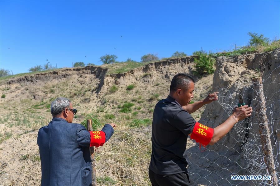 CHINA-BAICHENG-ANIMAL-BANK SWALLOW (CN)