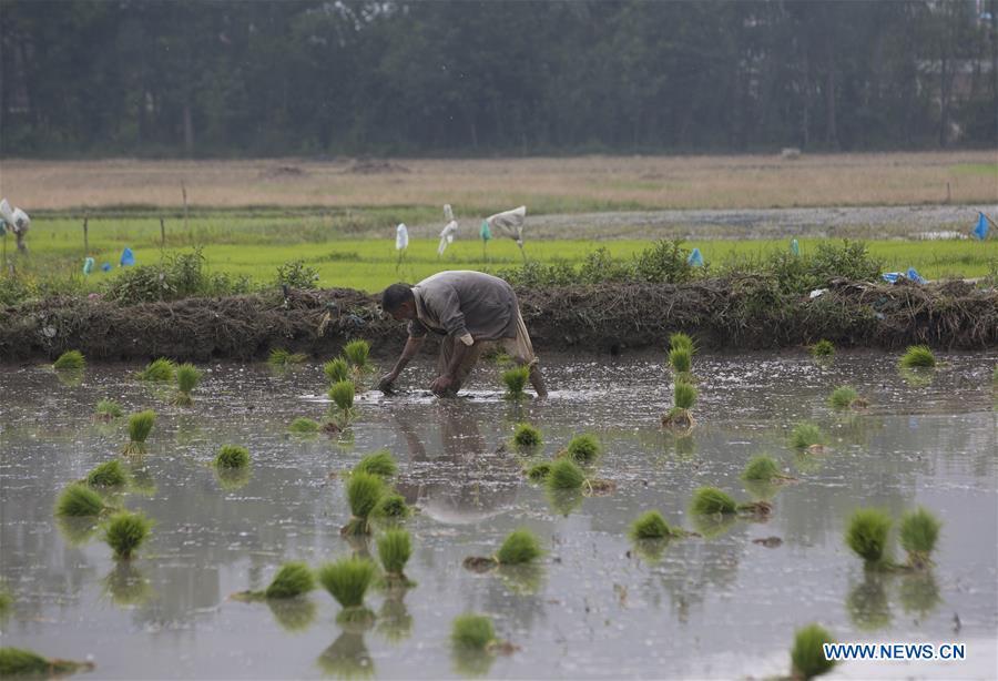 KASHMIR-SRINAGAR-RICE PLANTING