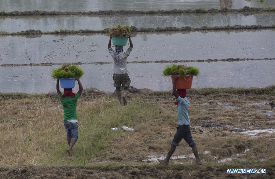 KASHMIR-SRINAGAR-RICE PLANTING