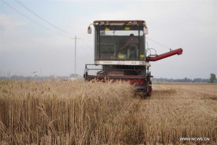 CHINA-HEBEI-XIONGAN-WHEAT HARVEST (CN)