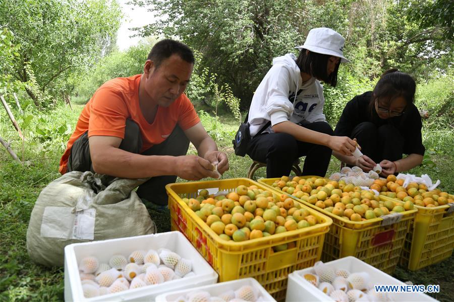 #CHINA-GANSU-DUNHUANG-APRICOTS (CN)