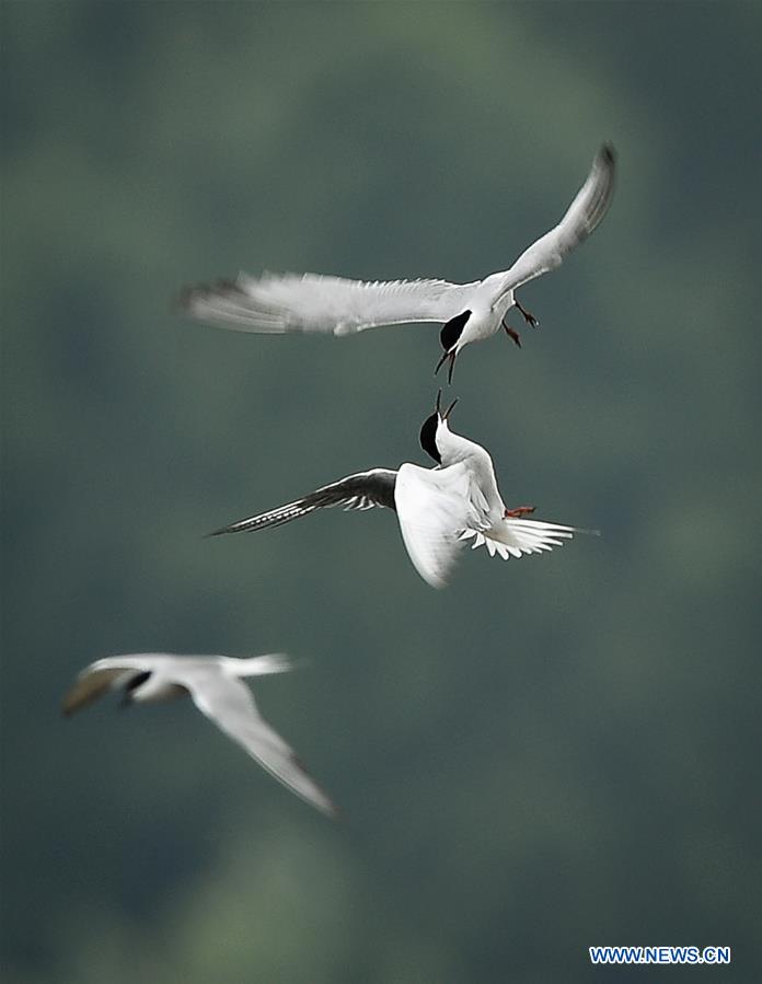 CHINA-JIANGSU-WETLAND-BIRDS (CN)