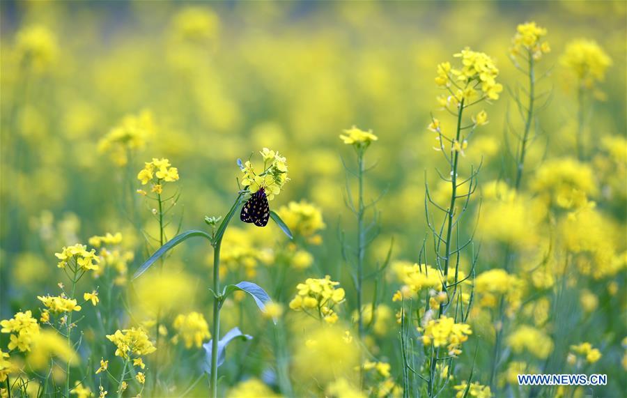 CHINA-TIBET-COLE FLOWERS (CN)