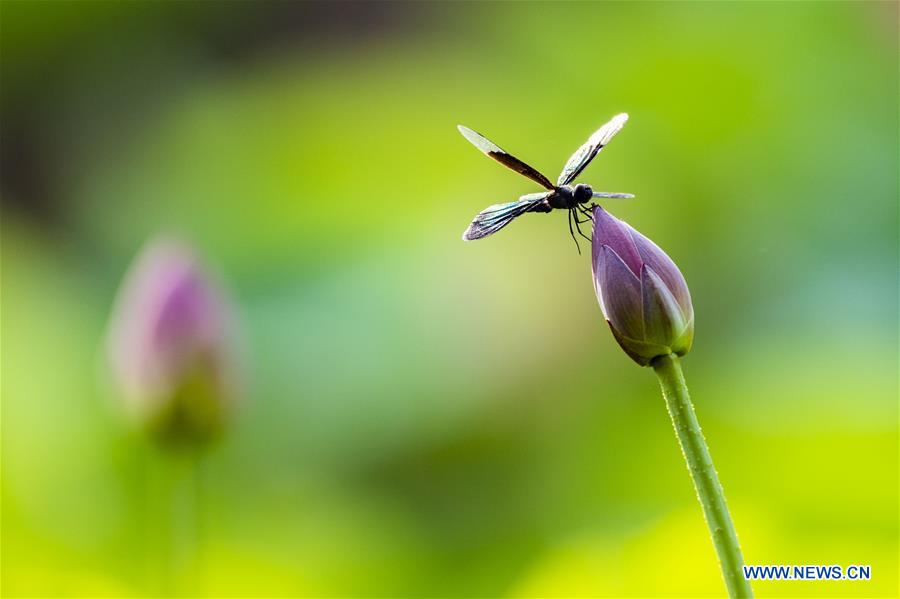 #CHINA-SUMMER-LOTUS (CN)