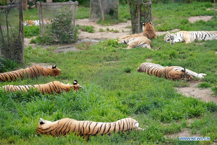 CHINA-HEILONGJIANG-SUMMER-SIBERIAN TIGERS (CN)