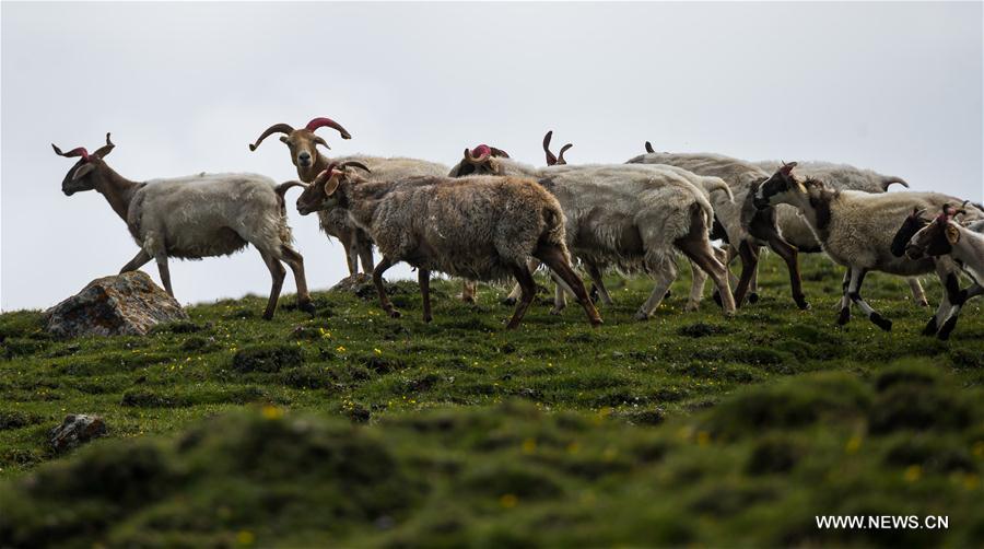 CHINA-QINGHAI-QILIAN-SCENERY (CN)