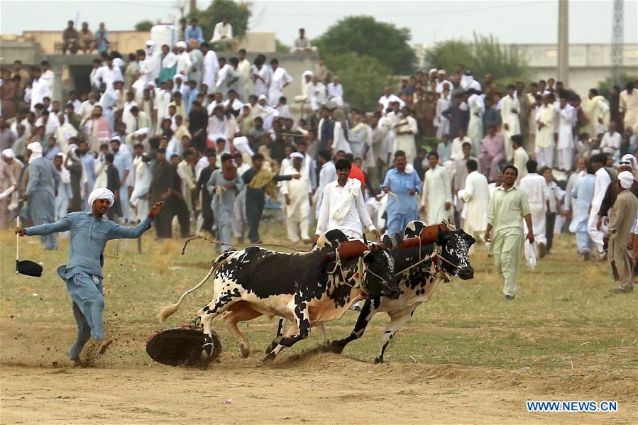 (SP)PAKISTAN-HASAR-BULL RACE