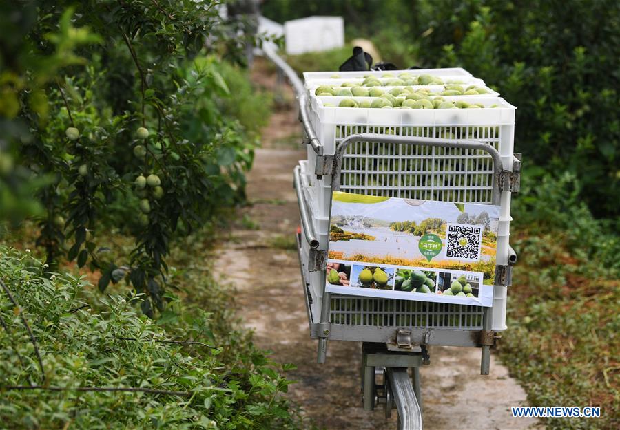 CHINA-CHONGQING-PLUM-HARVEST (CN)