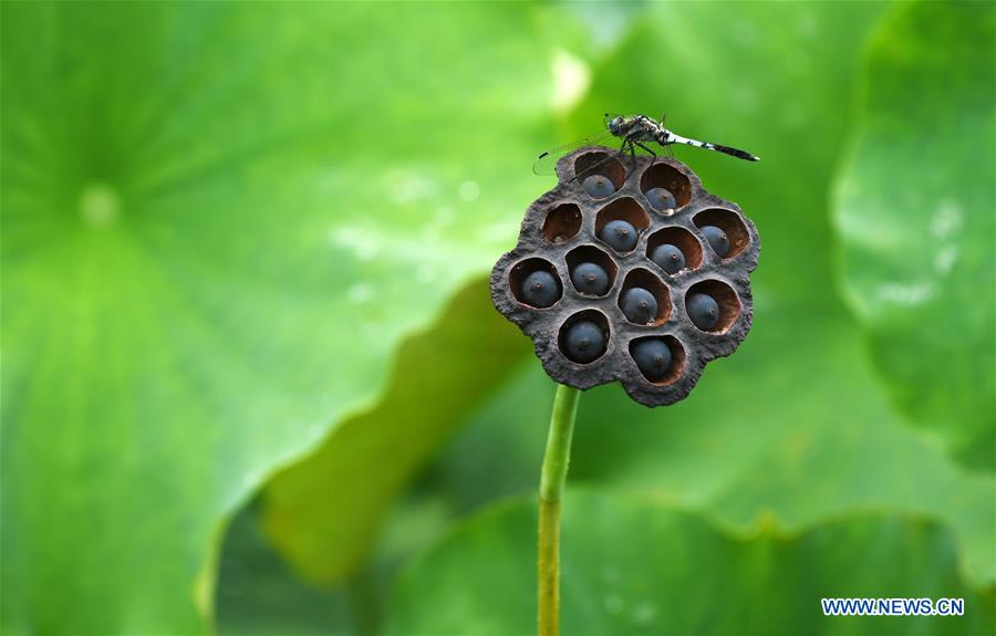 CHINA-GUIZHOU-LOTUS-TOURISM (CN)