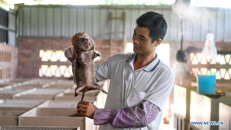 CHINA-GUANGXI-BAMBOO RAT-BREEDING(CN)