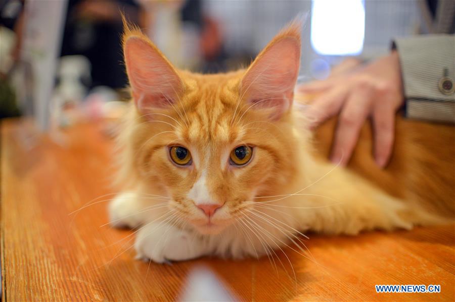 MALAYSIA-KUALA LUMPUR-NATIONAL MEOW CHAMPIONSHIP