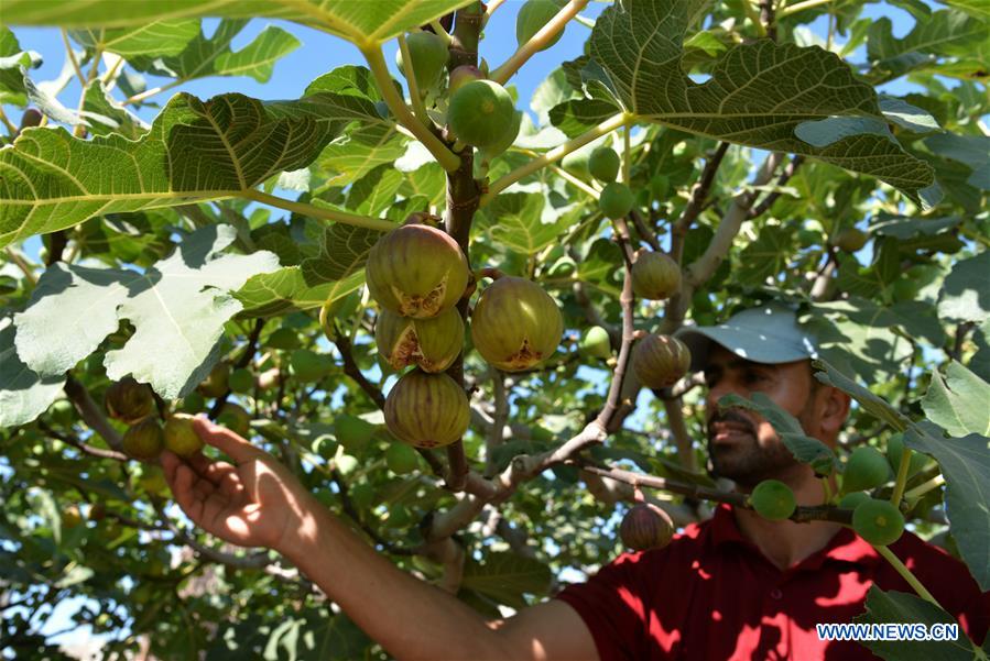 MIDEAST-GAZA-FIGS-HARVEST