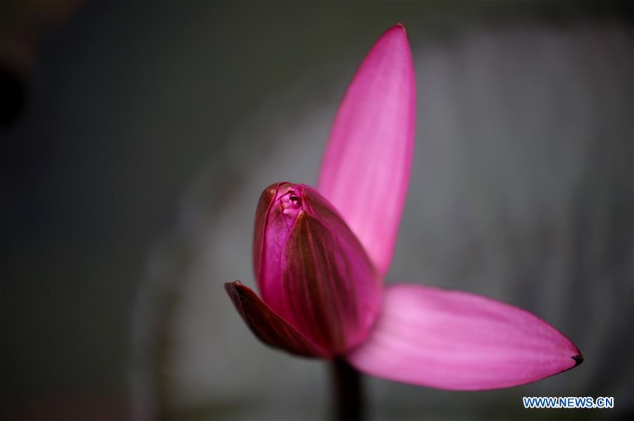 MYANMAR-YANGON-LOTUS FLOWER