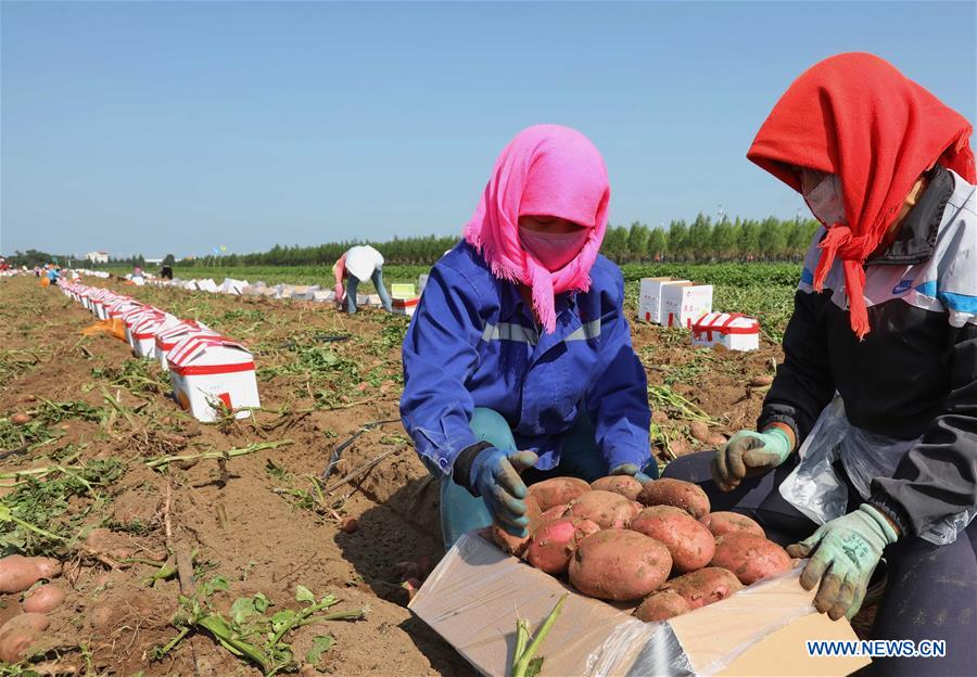 CHINA-HEBEI-ZHANGJIAKOU-HARVEST(CN)