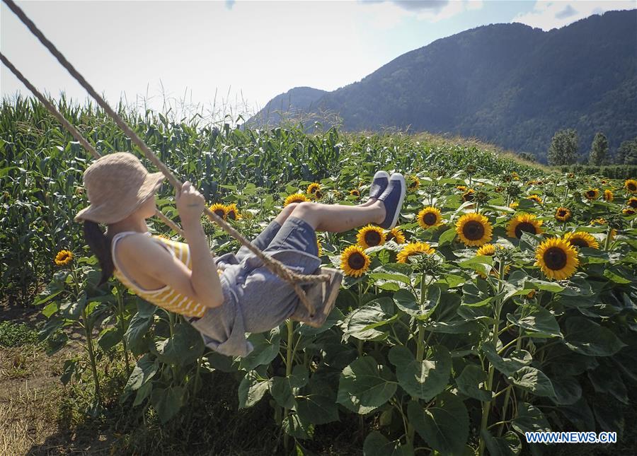 CANADA-CHILLIWACK-SUNFLOWER FESTIVAL