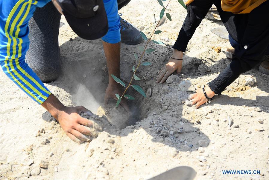 MIDEAST-GAZA-TREES