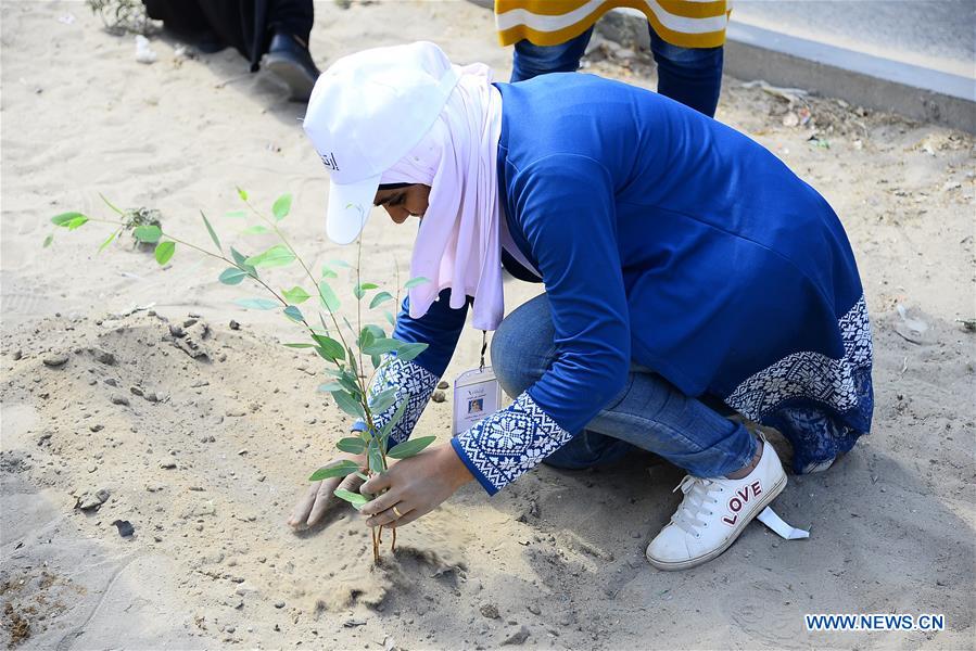 MIDEAST-GAZA-TREES