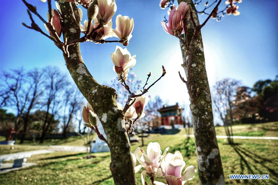 AUSTRALIA-CANBERRA-BEIJING GARDEN-SPRING