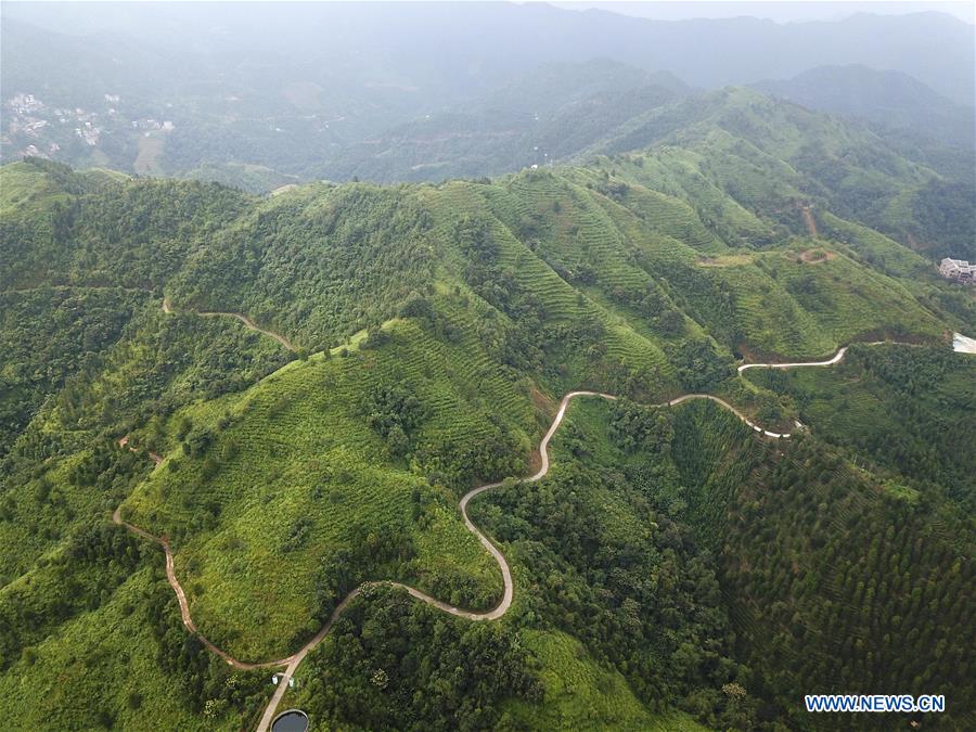 CHINA-GUANGXI-LINGYUN-TEA GARDEN (CN)