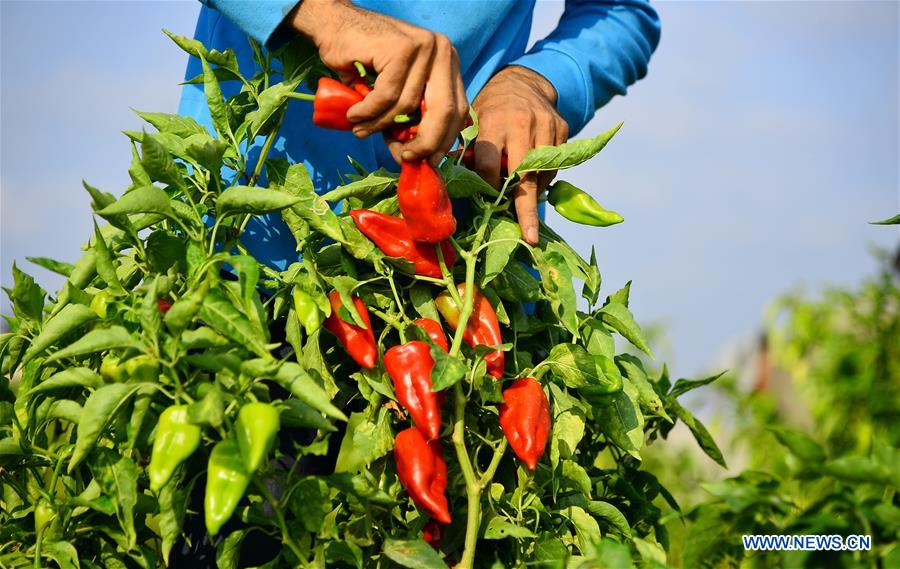 MIDEAST-GAZA-RED CHILI PEPPER