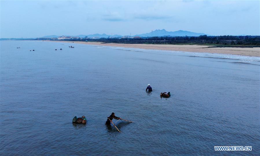 CHINA-SHANDONG-RIZHAO-SHRIMP HARVEST (CN)