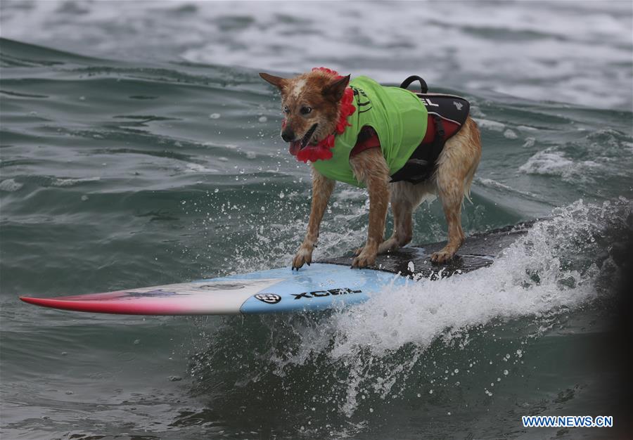 (SP)U.S.-CALIFORNIA-HUNTINGTON BEACH-SURF DOG