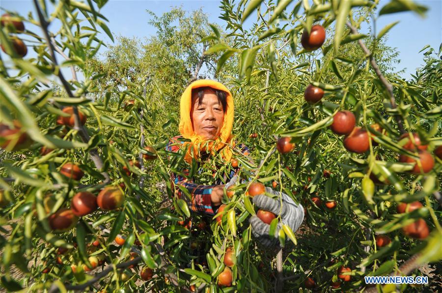 CHINA-HEBEI-HUANGHUA-JUJUBE-HARVEST (CN)