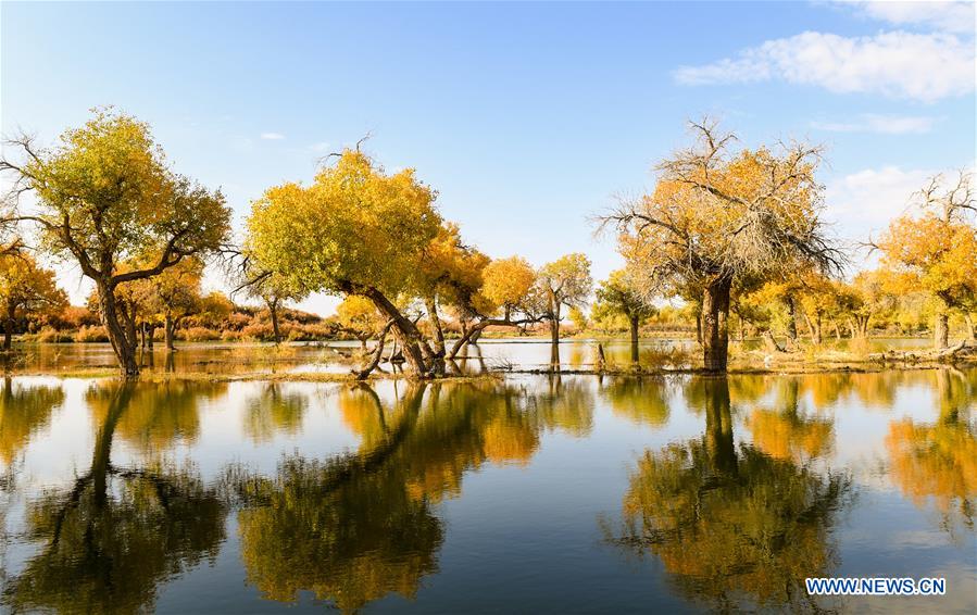 CHINA-INNER MONGOLIA-POPULUS EUPHRATICA-SCENERY (CN)