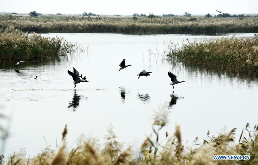 CHINA-SHANDONG-YELLOW RIVER DELTA-SCENERY (CN)