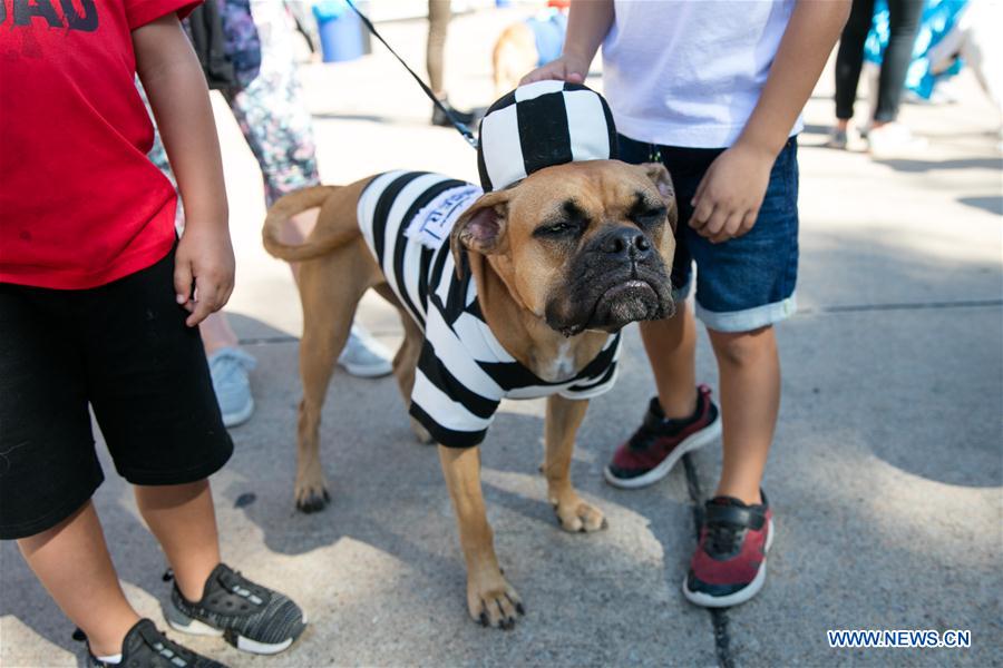 U.S.-DALLAS-DOG FESTIVAL