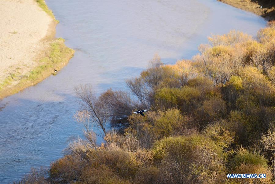 CHINA-INNER MONGOLIA-HORINGER-AUTUMN SCENERY (CN)