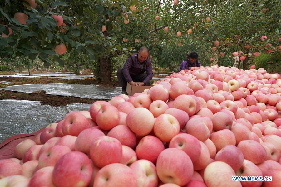 CHINA-HEBEI-APPLE-HARVEST (CN)