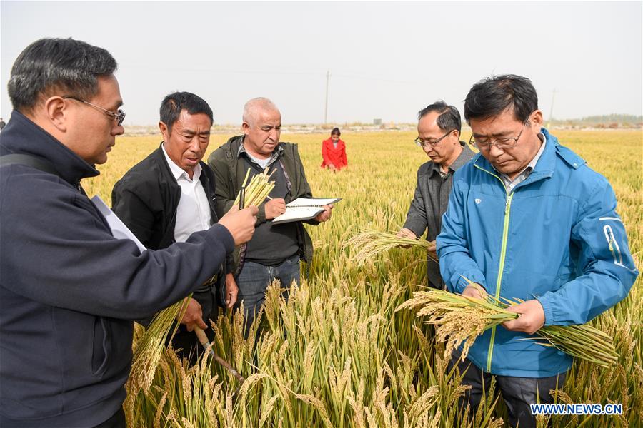 (EyesonSci)CHINA-XINJIANG-SALINE SOIL RICE (CN)