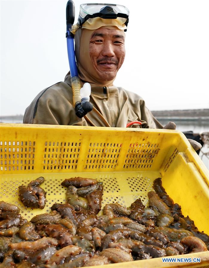 CHINA-HEBEI-LAOTING-SEA CUCUMBER-HARVEST (CN)