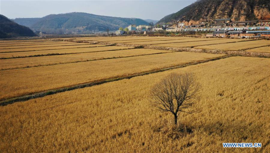 CHINA-SHAANXI-YAN'AN-PADDY FIELD-HARVEST (CN)