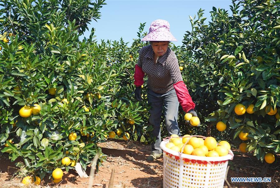 CHINA-JIANGXI-GANZHOU-HARVEST-NAVEL ORANGE (CN)