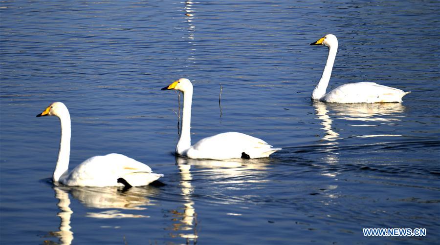 CHINA-HENAN-SANMENXIA-WHITE SWANS (CN)