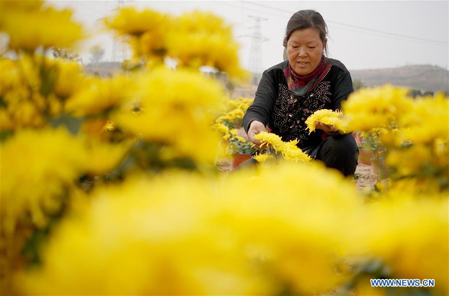 CHINA-HEBEI-CHRYSANTHEMUM-HARVEST (CN)