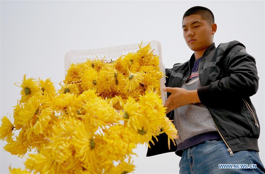 CHINA-HEBEI-XINGTAI-CHRYSANTHEMUM-INDUSTRY (CN)