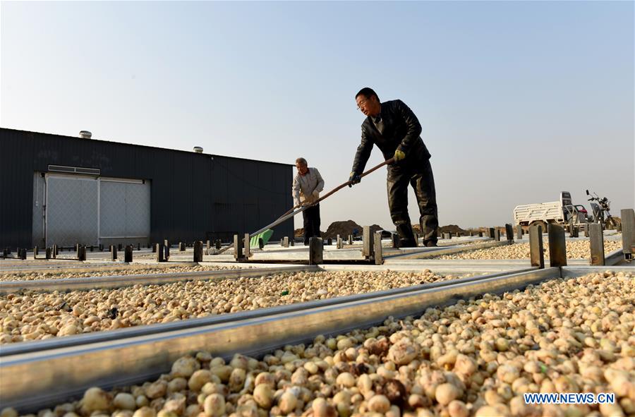 CHINA-HEBEI-NANHE-CHINESE HERBAL MEDICINE-PLANTING (CN)