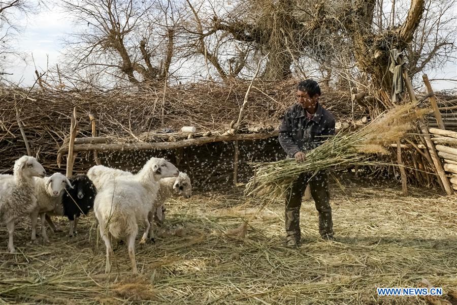 CHINA-XINJIANG-TAKLIMAKAN DESERT-RESETTLEMENT (CN)