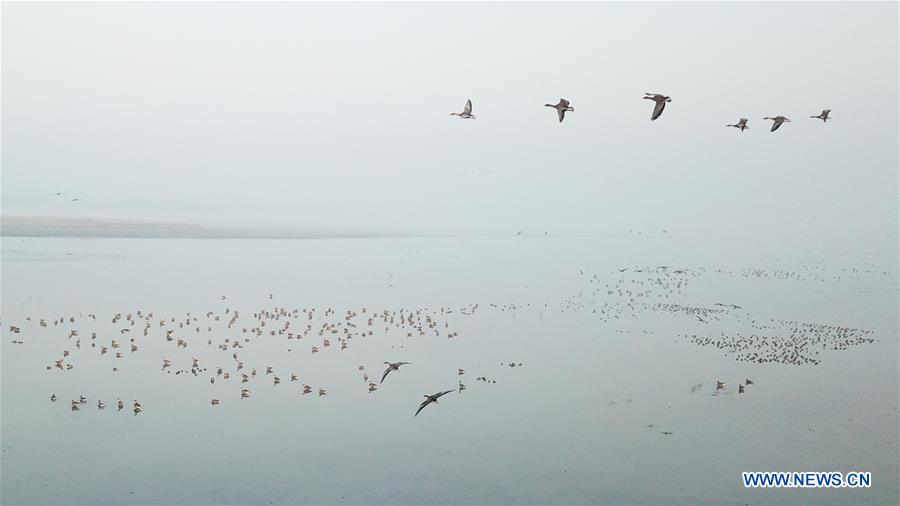 CHINA-ANHUI-SHENGJIN LAKE-MIGRANT BIRDS (CN)